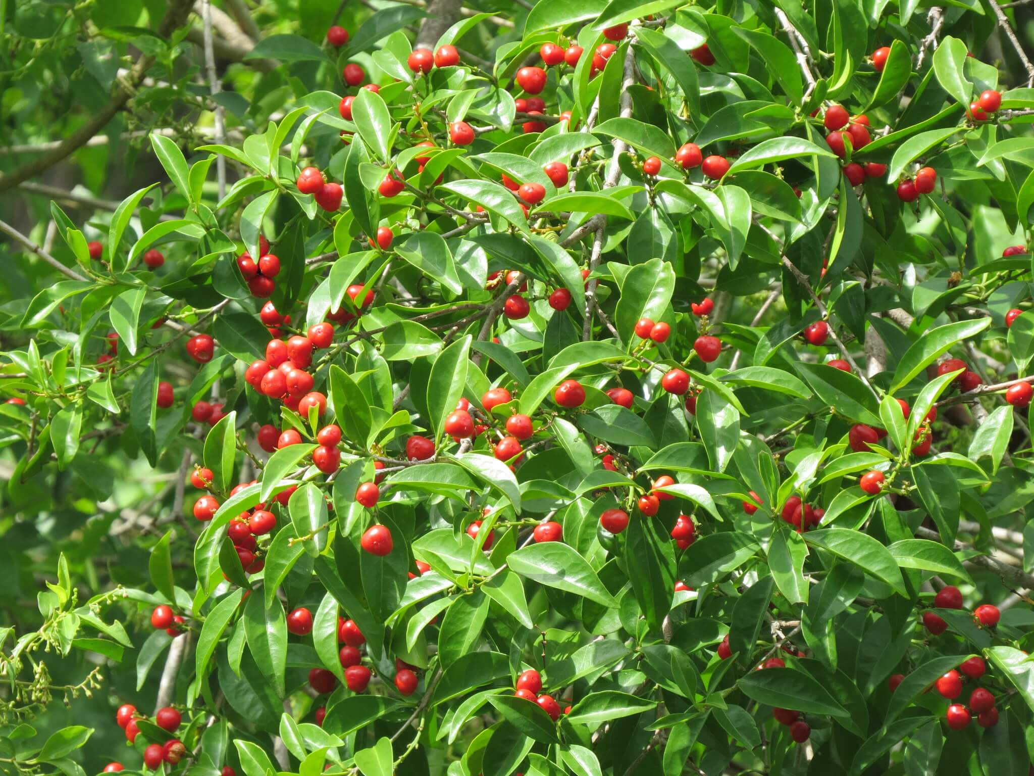 Bunchosia swartziana